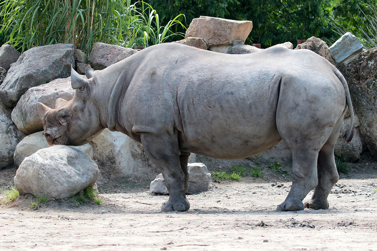 Zwarte neushoorn - Blijdorp